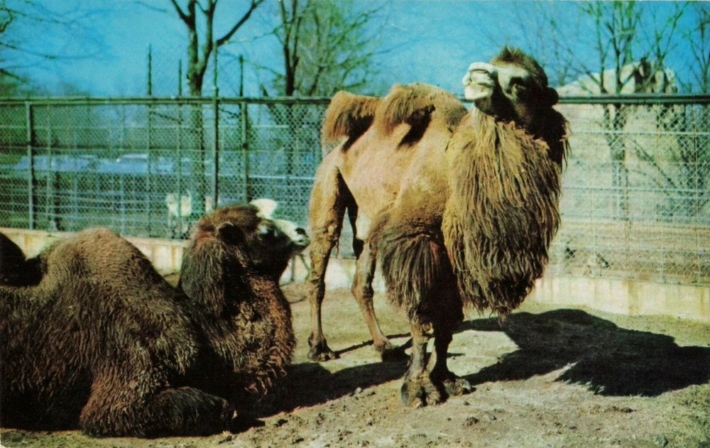 Bactrian Camels - National Zoological Park - Washington DC - Postcard