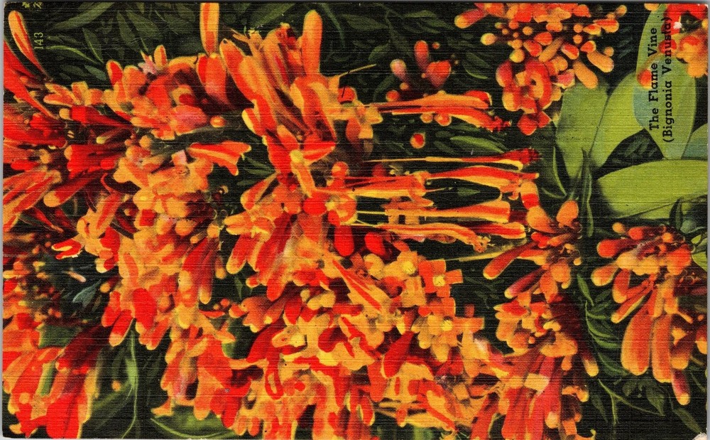 FL-Florida, Scenic View Flowers, Nature View, Vintage Postcard