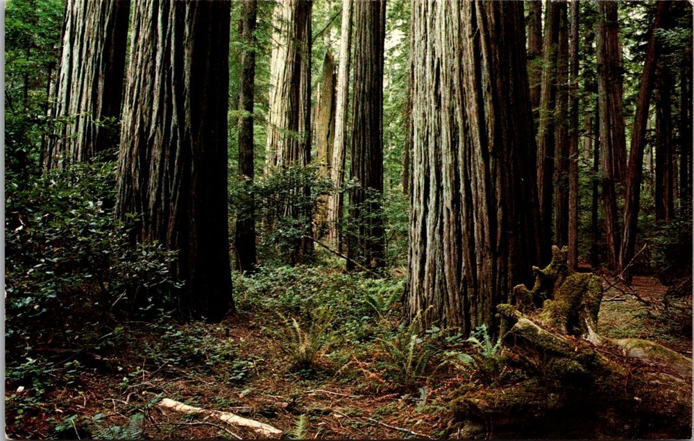 Dr Jim Stamps Postcard Among The California Redwoods