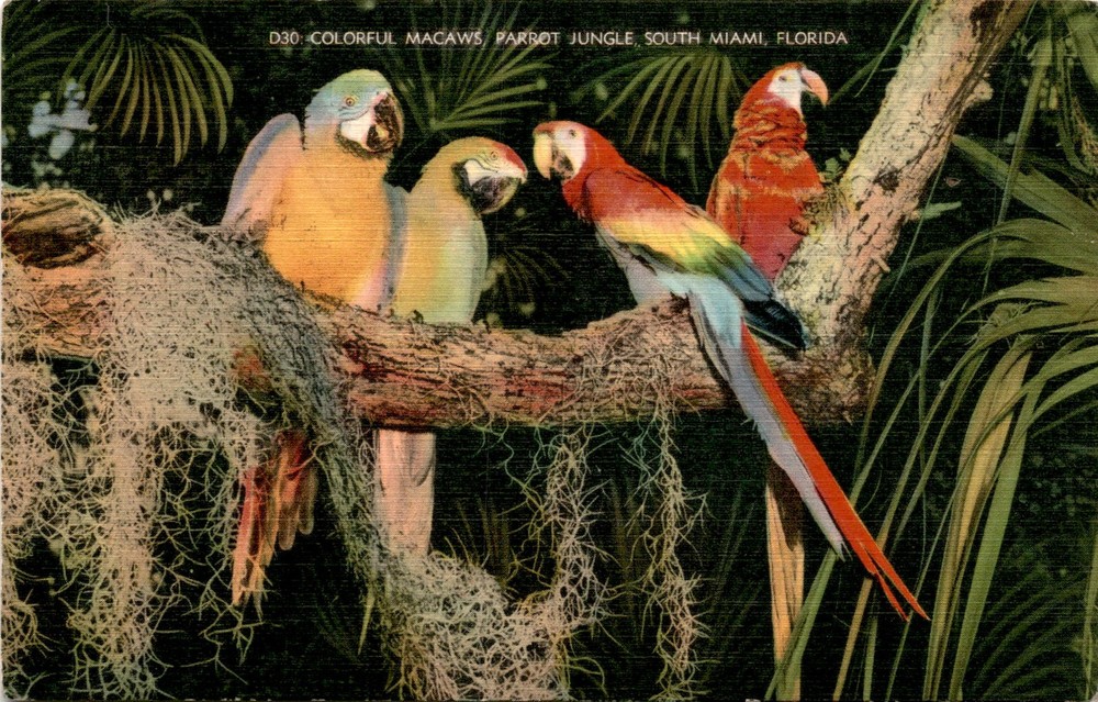 COLORFUL MACAWS, PARROT JUNGLE, SOUTH MIAMI, FLORIDA, W Postcard