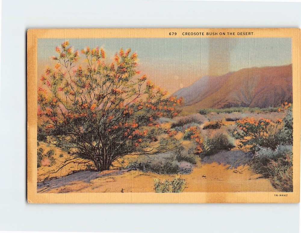 Postcard Creosote Bush On The Desert