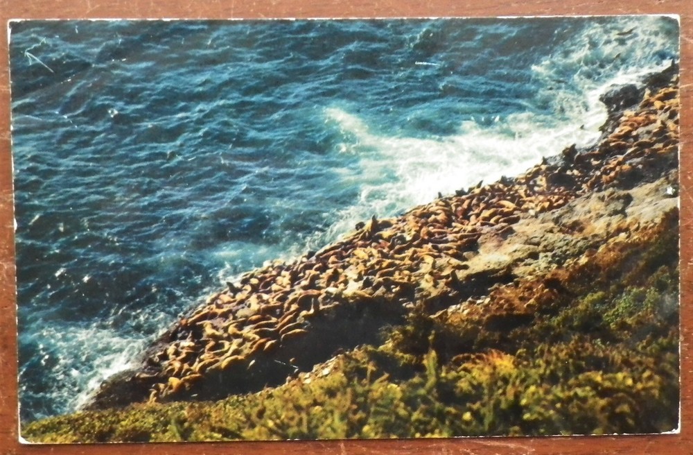 Steller Sea Lions Oregon Coast Postcard