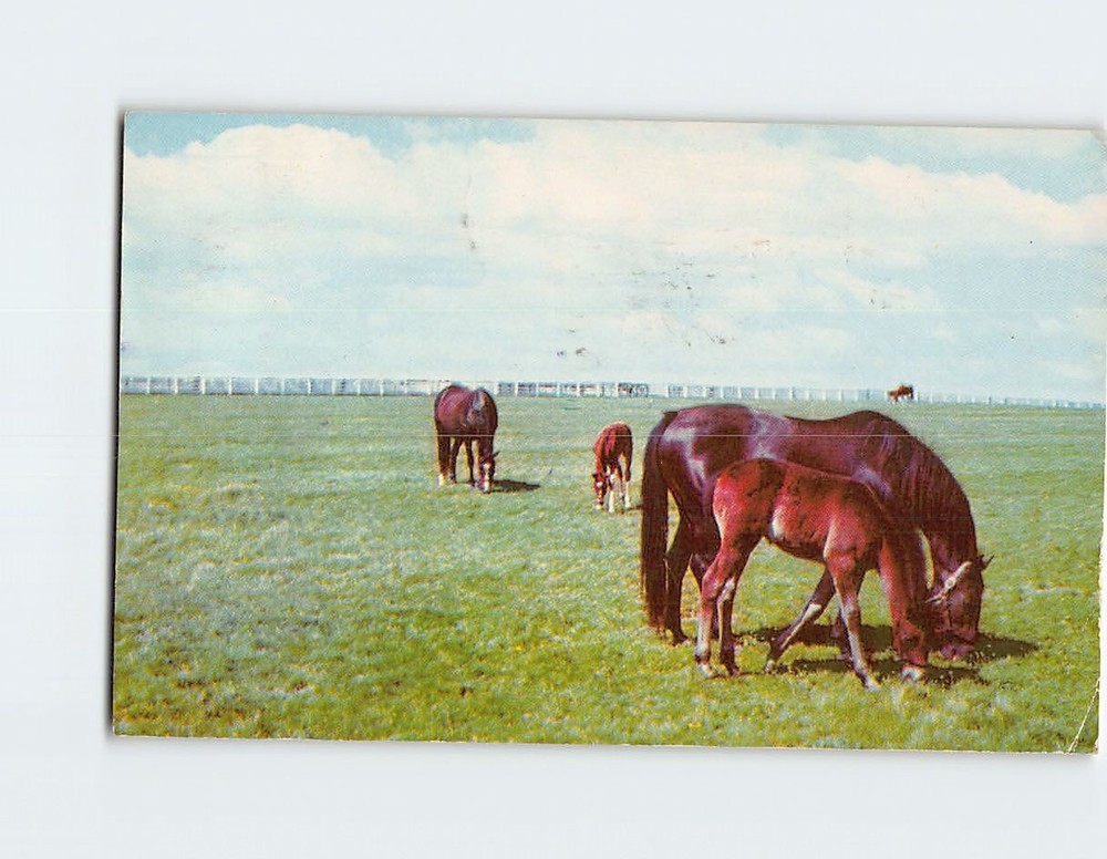 Postcard Horses & Foal Grazing