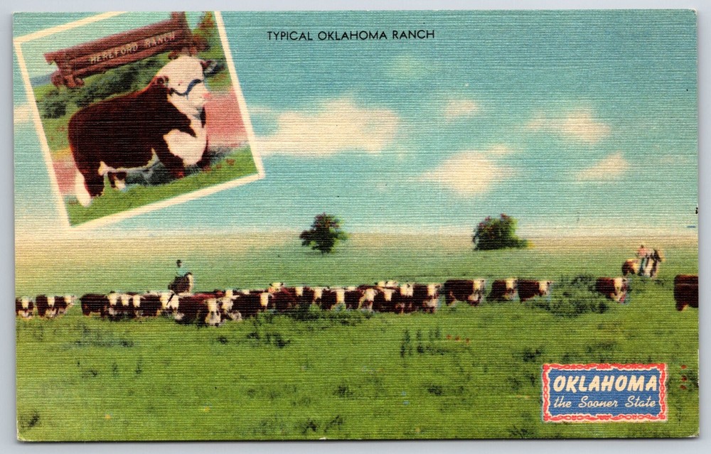 Oklahoma The Sooner State~Typical Hereford Ranch Cattle Scene~Vtg Linen Postcard