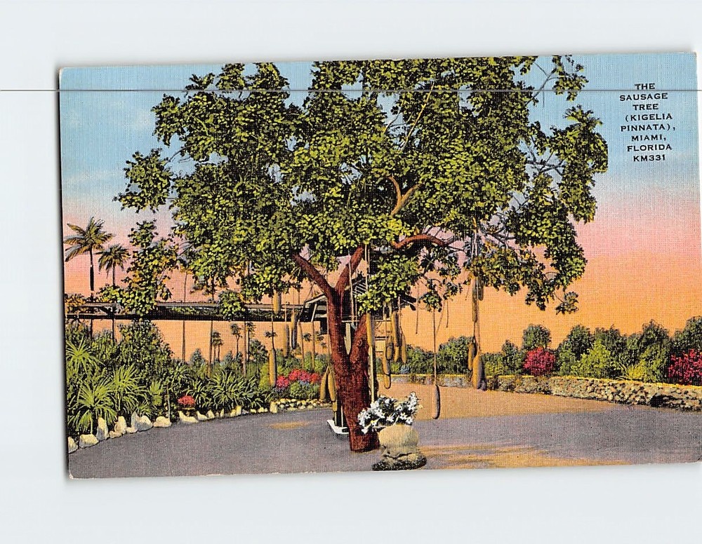 Postcard The Sausage Tree (Kigelia Pinnata) Miami Florida USA