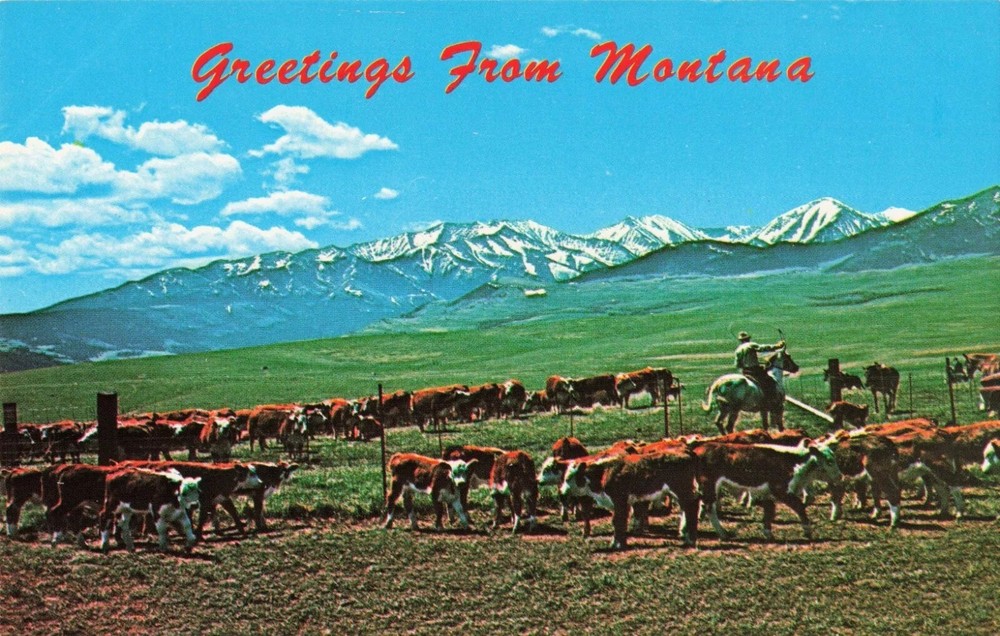 Rancher & Cattle with Mountains in Background Greetings from Montana MT Postcard