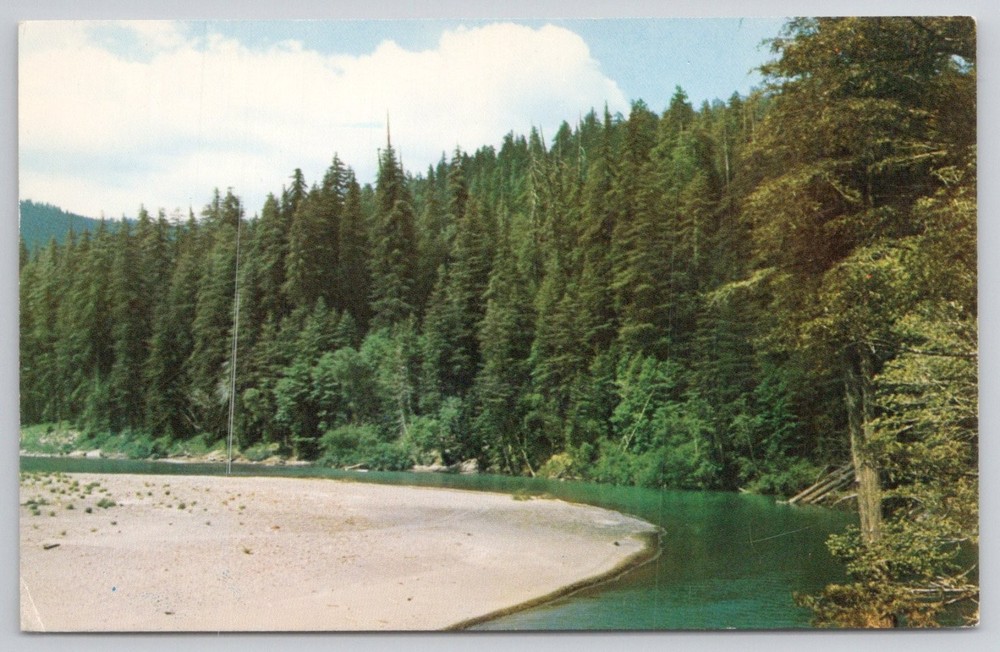 Humboldt Redwoods State Park Eel River Rockefeller Forest Postcard