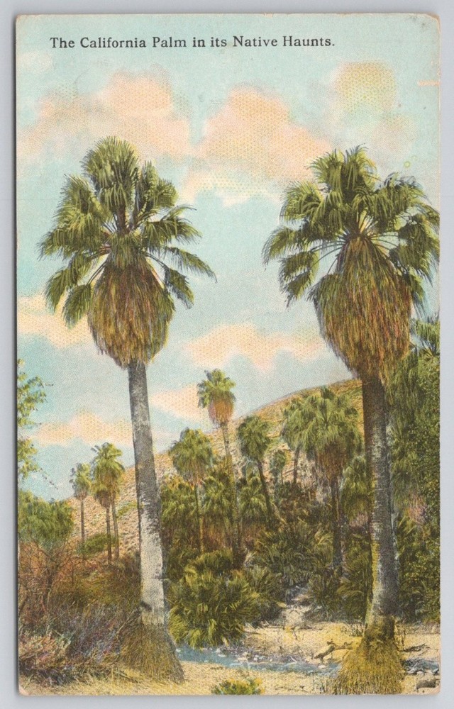Vintage California Palm Trees Oasis Postcard Western Publishing Soffmer