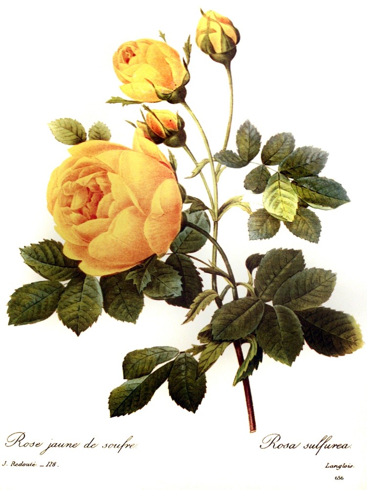 3257.Yellow Rose Botanical Flower POSTER.Home Office School Room art decoration
