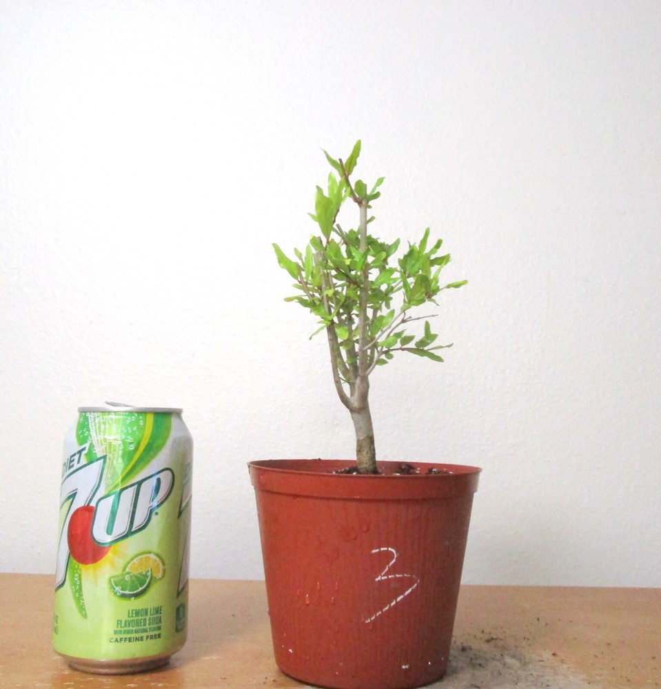 Dwarf Pomegranate Mame Shohin Bonsai Tree #3 Starter Plant