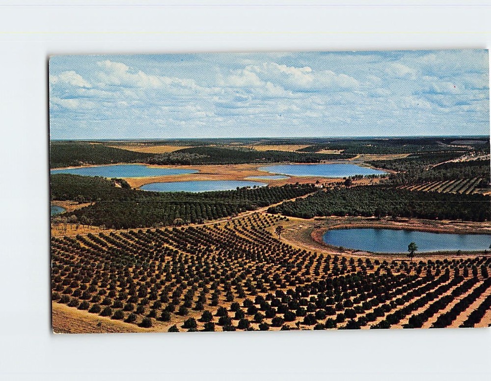 Postcard Aerial View Lakes & Citrus Groves in Florida USA