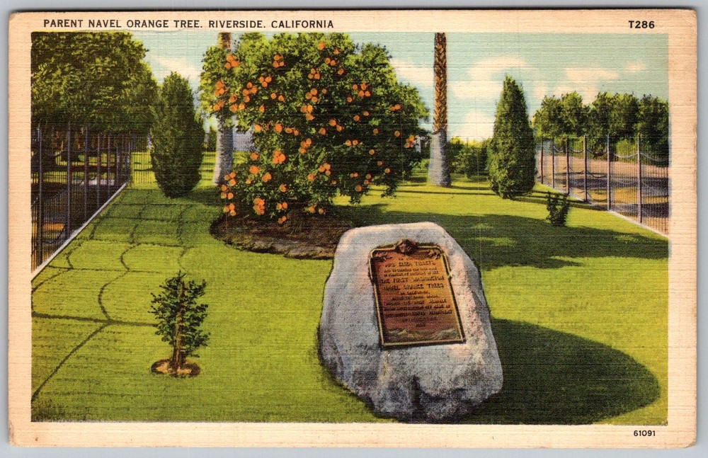 Vtg Linen Postcard Parent Navel Orange Tree Riverside, CA 1930s