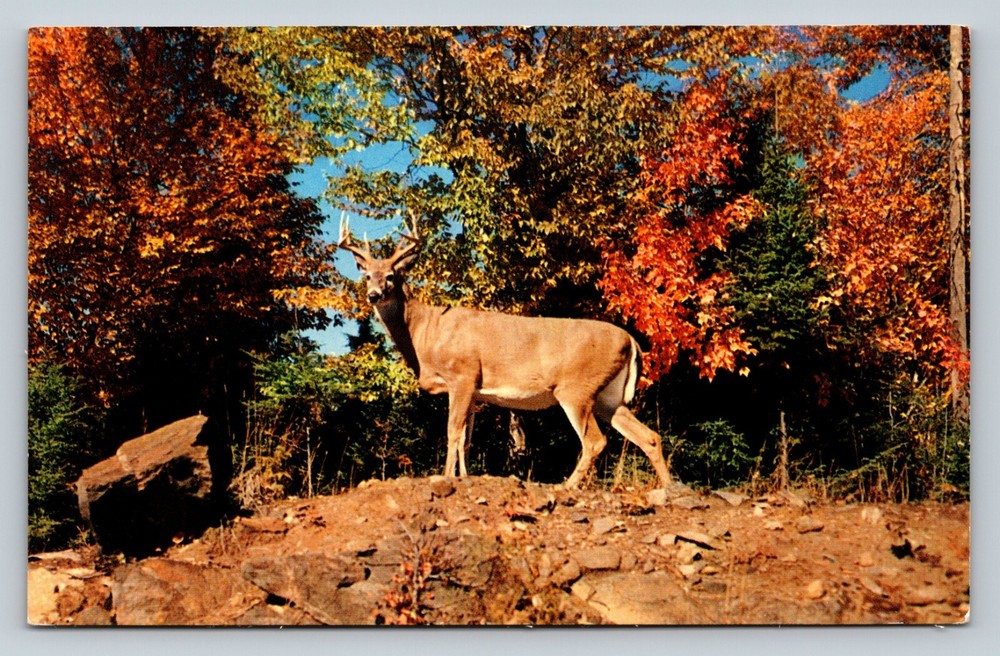 Monarch Of Nature's Autumn Wonderland Buck VINTAGE Postcard
