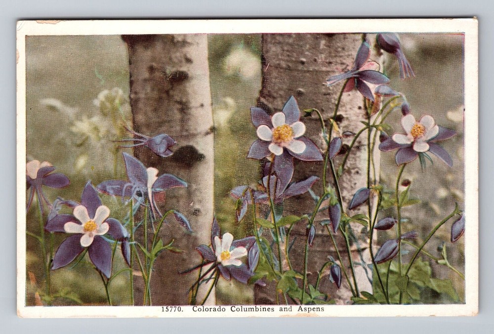 Colorado Columbines and Aspens Vintage Postcard