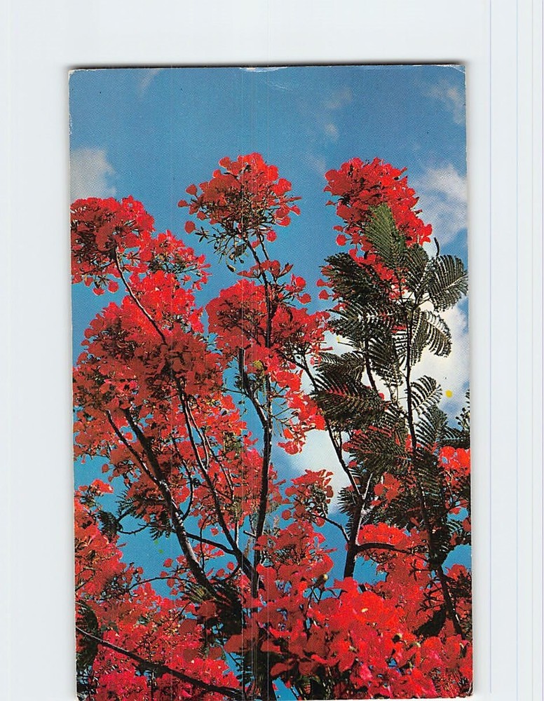 Postcard Royal Poinciana Tree in Full Bloom