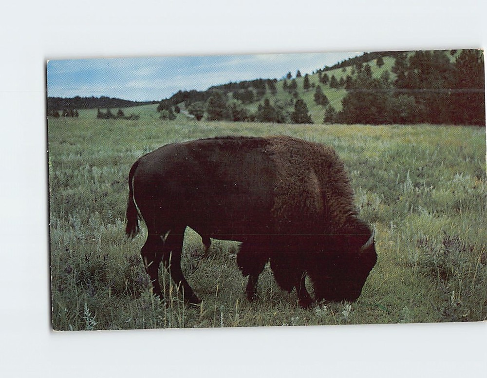 Postcard Buffalo Custer State Park Black Hills South Dakota USA