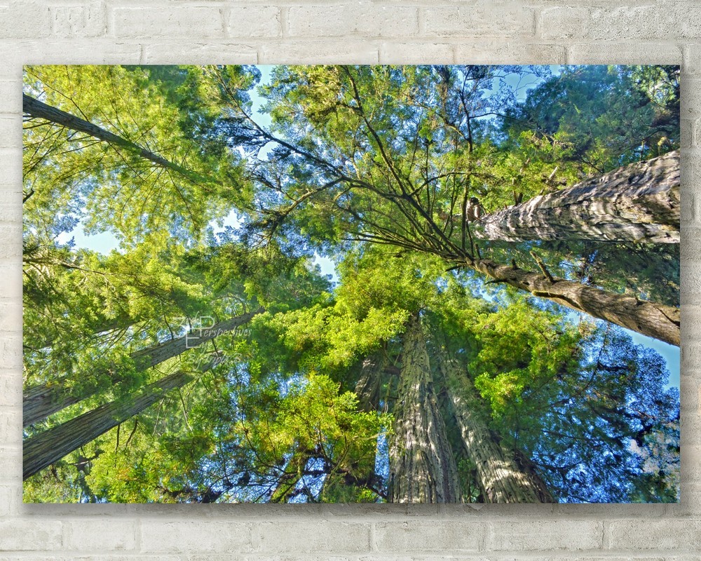 Abstract Redwoods Forest Fine Art Print on Metal, Canvas or Paper-image