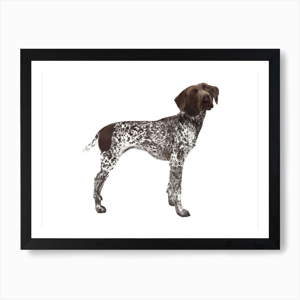 German Shorthaired Pointer Art Prin Framed Wall Art Poster Canvas Print Picture
