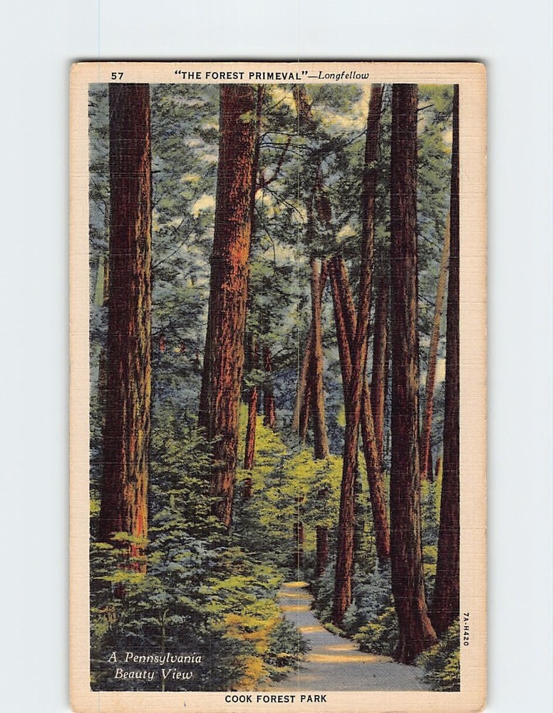 Postcard The Forest Primeval Cook Forest Park Pennsylvania USA