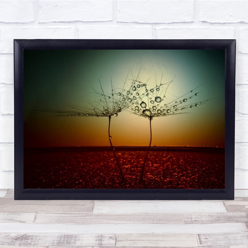 Fire And Water Bulgaria Feathers Feather Drop Drops Droplet Wall Art Print