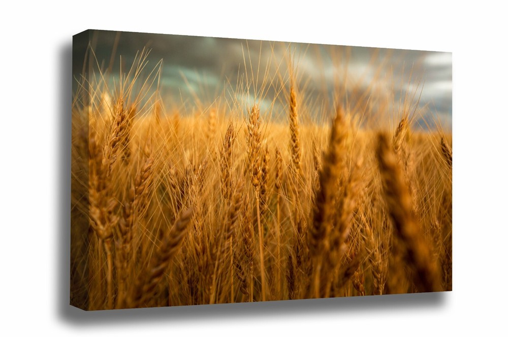 Canvas Wall Art (Ready to Hang) Golden Wheat Field at Harvest Time in Colorado