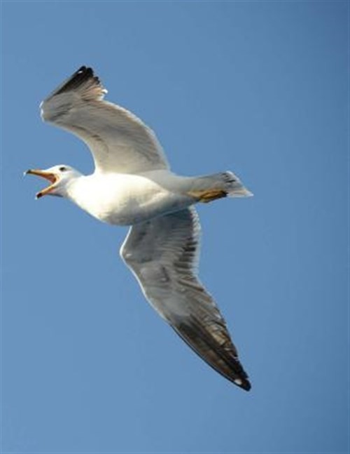 Seagull, Paperback by Wild Pages Press (COR), Brand New, Free shipping in the US
