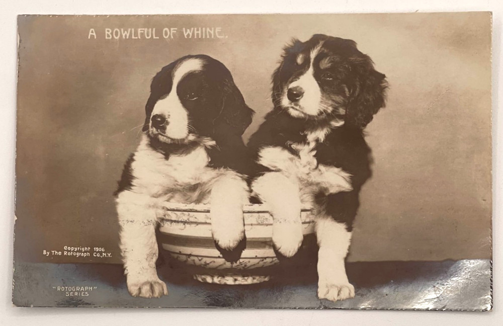 1906 Rotograph RPPC A Bowlful of Whine Puppies Dog Real Photo Postcard