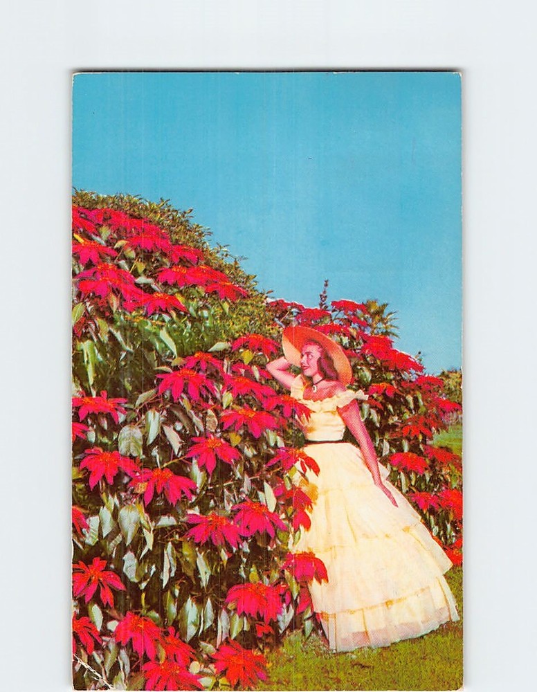 Postcard Poinsettia Time Flowers Cypress Gardens Florida USA North America