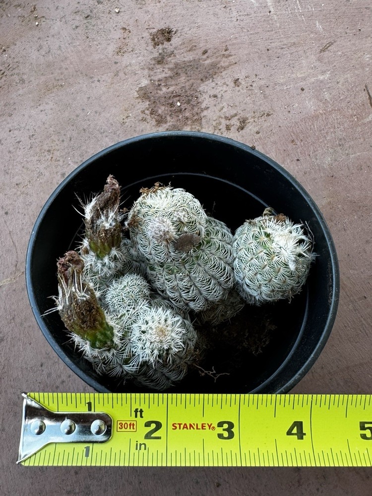 Native Texas Lace Hedgehog Cactus (Echinocereus reichenbachil),