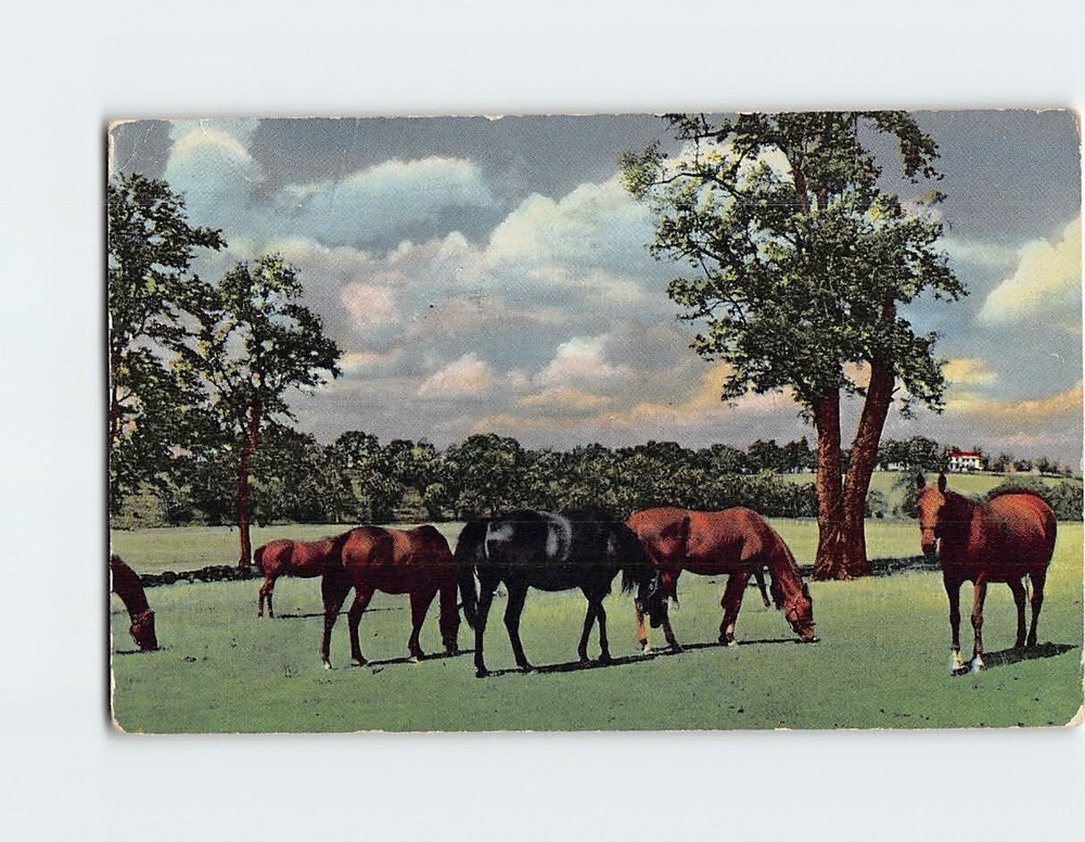 Postcard Horses Blue Grass Scene in Old Kentucky USA