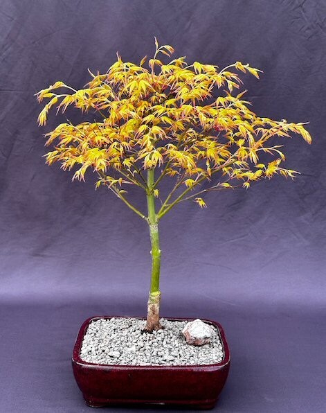 Katsura Japanese Maple Bonsai Tree 15