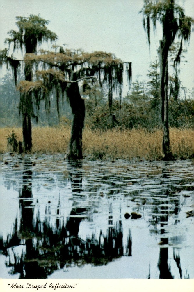Okefenokee Swamp Park, Waycross, Georgia Postcard