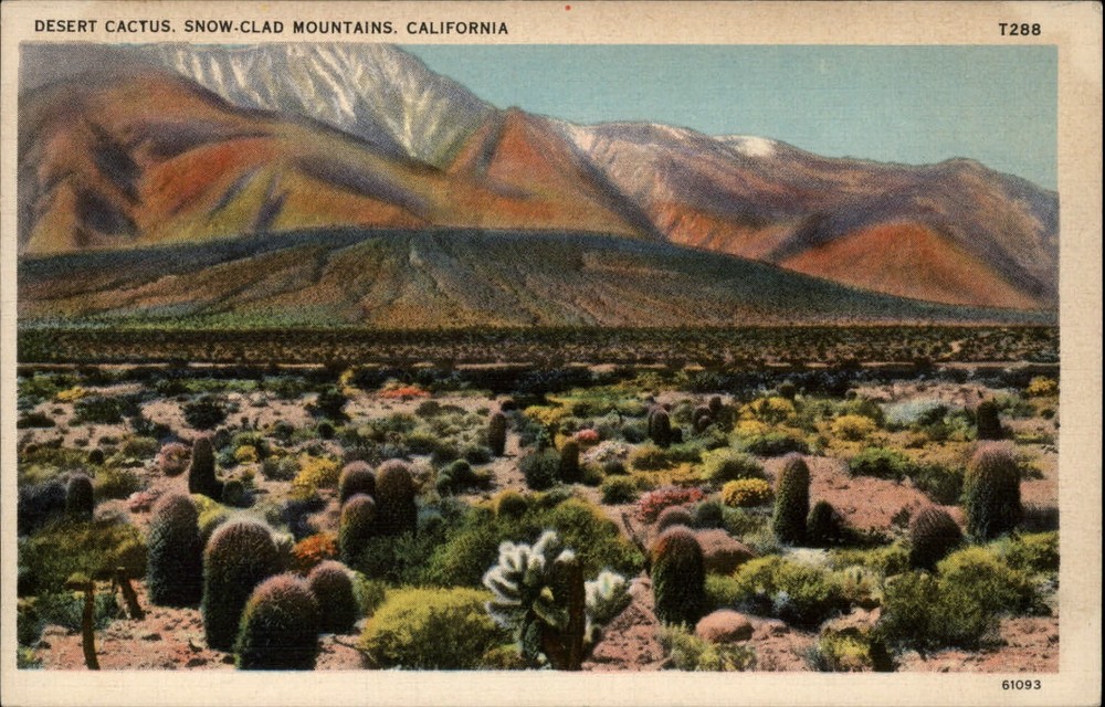 California snow capped mountains desert cactus 1940s linen vintage postcard