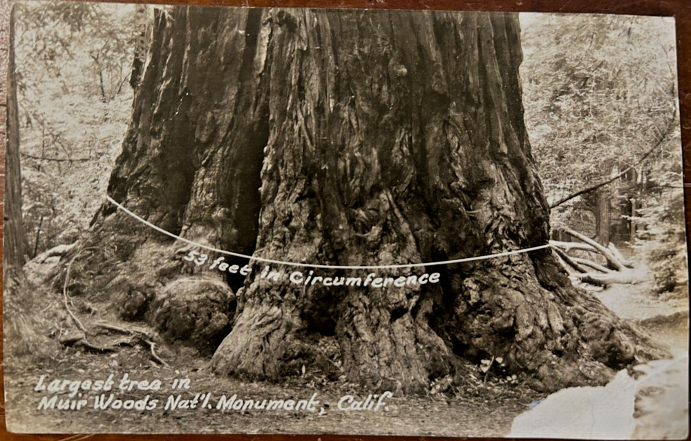 Antique postcard: Largest tree in Muir Woods Nat Monument, CA, 53' circumference