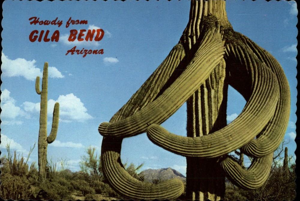 Howdy from Gila Bend Arizona large cactus ~ postcard sku949