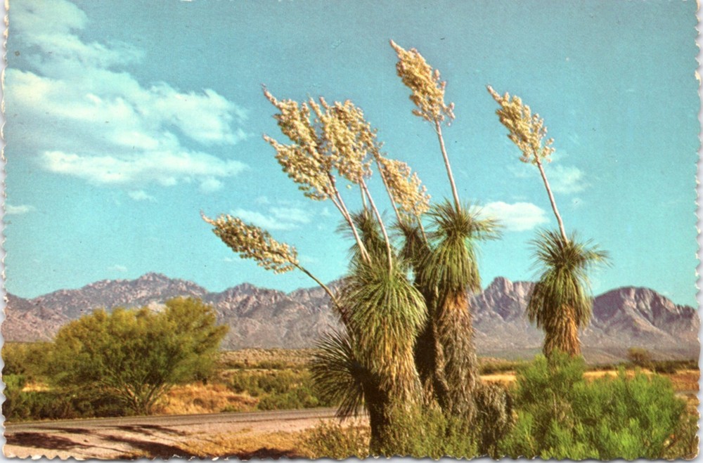 Postcard Scenic - Spanish Bayonet - Desert Yucca