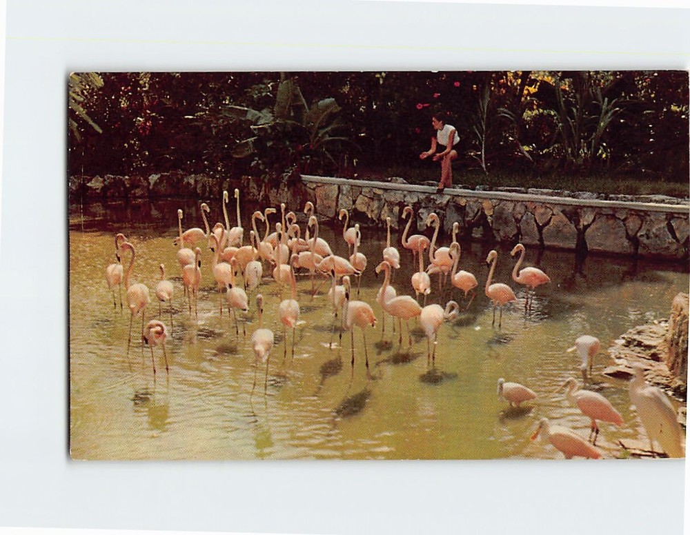 Postcard Beautiful Ardastra Gardens & Flamingos Nassau in the Bahamas