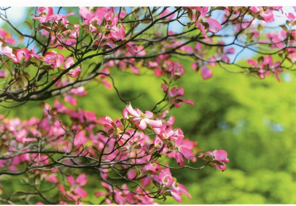 Pink Dogwood Tree Vibrant Blooming Postcard
