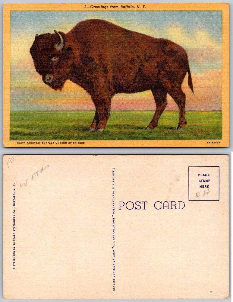 Buffalo NY Bison Illustration Postcard