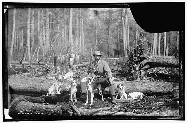 Eager,deer,hunting dogs,animals,pets,trees,Detroit Publishing Company,1880