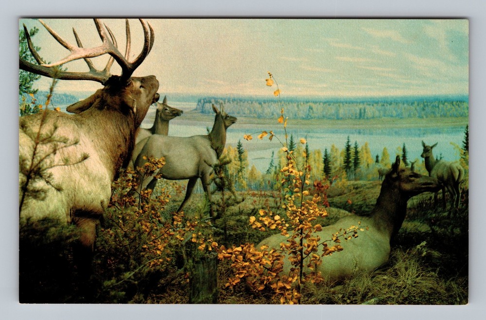 Canada Saskatchewan Regina Habitat Elk Group Standard Postal Vintage Postcard