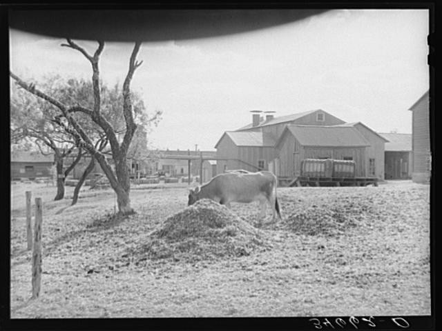 West,Texas,TX,McLennan County,Farm Security Administration,November 1939,FSA