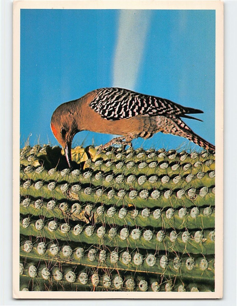 Postcard Gila Woodpecker In Saguaro National Monument Arizona