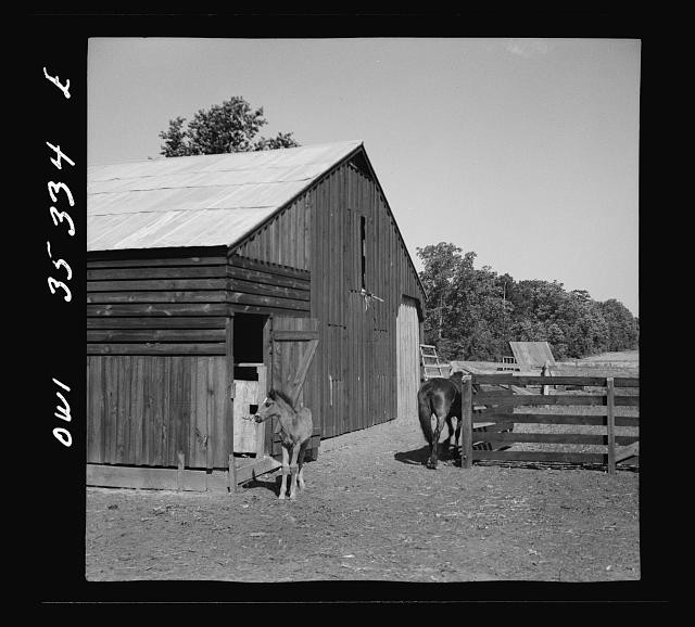 Photo:1930s Farm Barn Horses Rural Farmstead Portrait