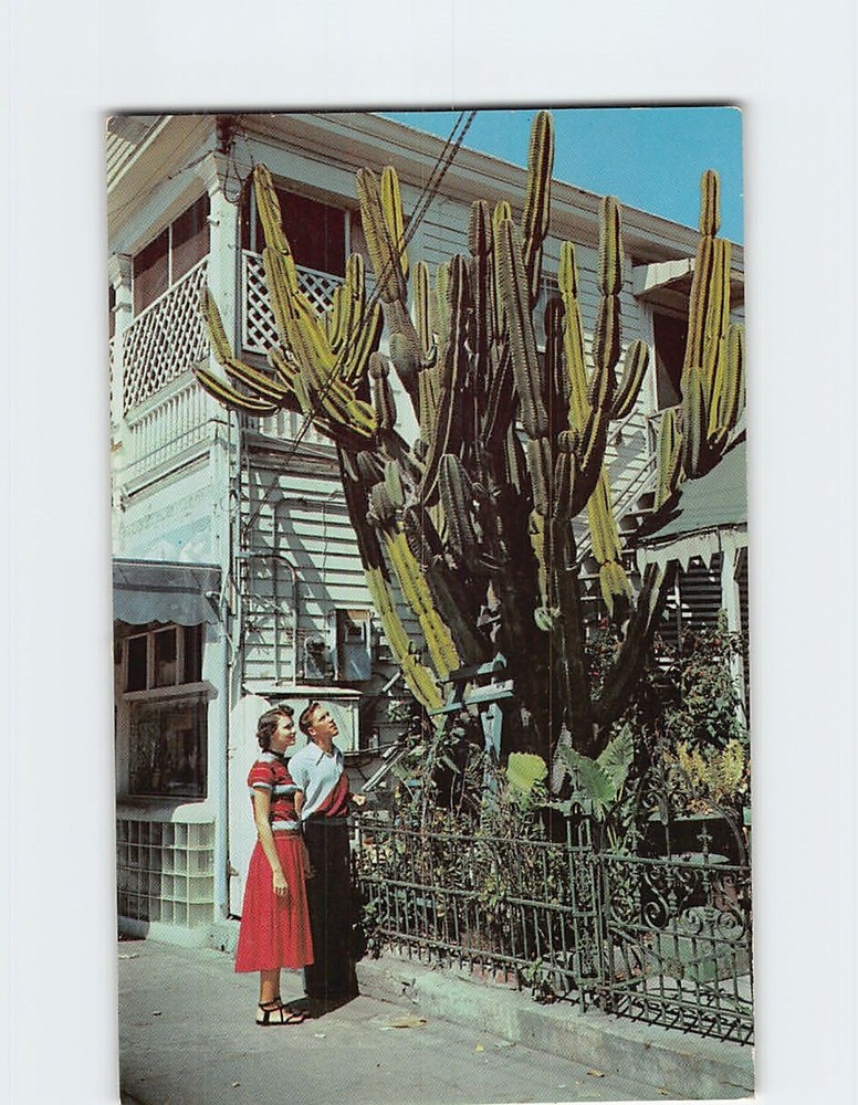 Postcard Giant Cactus Duval Street Key West Florida USA