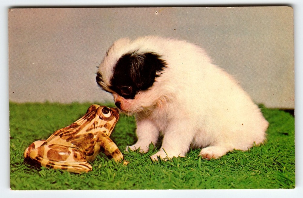 Vintage Puppy and Frog Plasticrome Color Postcard 1960s Animal Theme
