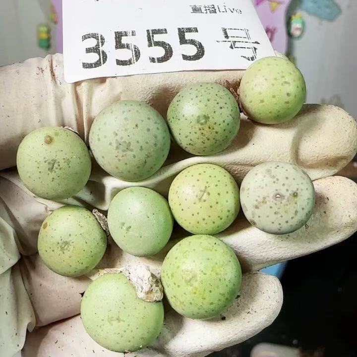 10pcs 1.3cm+ Succulent LivePlant Conophytum wettsteinii WYSIWYG