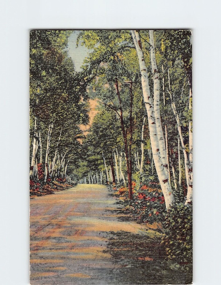 Postcard Birch Road White Mountains NH USA