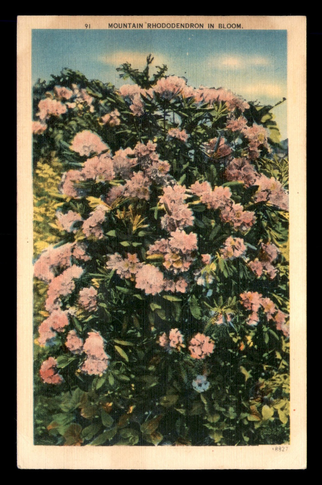 Mountain Rhododendron In Bloom North Carolina NC Posted Postcard