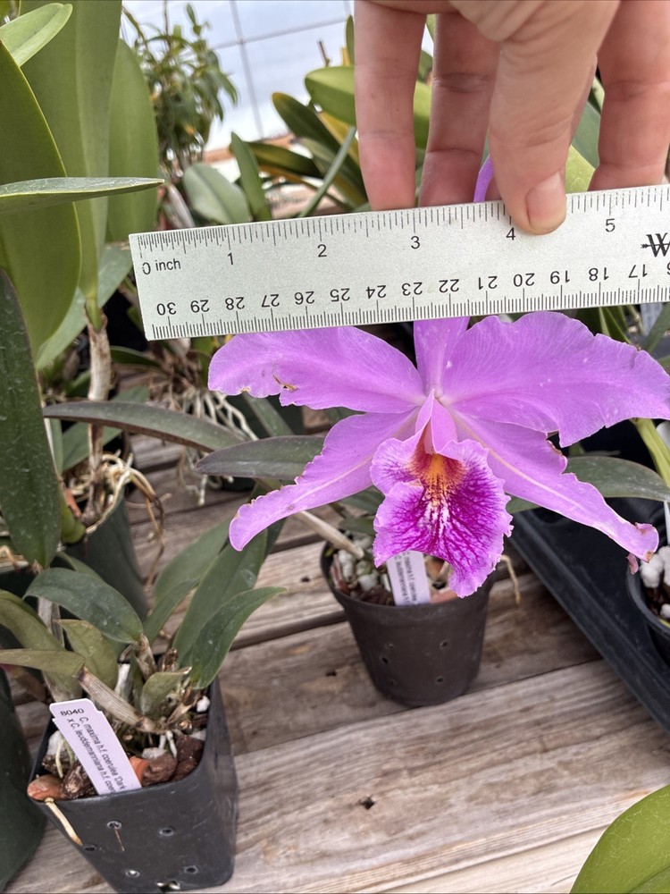 Cattleya Maximum Lust (Maxima x Lueddemanniana)